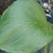 Image of Arisaema bottae  Schott.