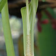 Image of Arisaema bottae  Schott.