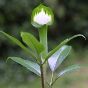 Image of Arisaema calcareum  H. Li.