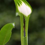 Image of Arisaema calcareum  H. Li.