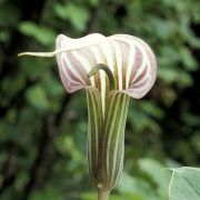 Image of Arisaema candidissimum  W. Smith.