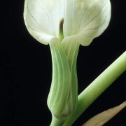 Image of Arisaema candidissimum  W. Smith.