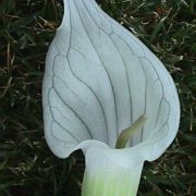 Image of Arisaema candidissimum  W. Smith.