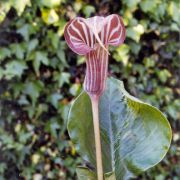 Image of Arisaema candidissimum  W. Smith.