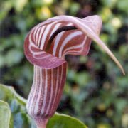 Image of Arisaema candidissimum  W. Smith.