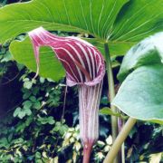 Image of Arisaema candidissimum  W. Smith.