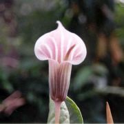 Image of Arisaema candidissimum  W. Smith.