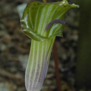 Image of Arisaema candidissimum  W. Smith.