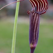 Image of Arisaema ciliatum  H. Li.