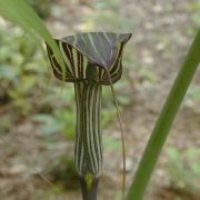 Image of Arisaema ciliatum  H. Li.