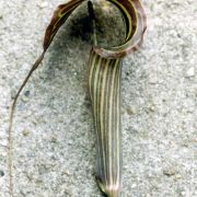 Image of Arisaema ciliatum  H. Li.