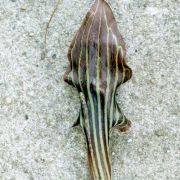 Image of Arisaema ciliatum  H. Li.