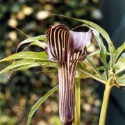 Arisaema ciliatum H. Li