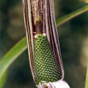 Image of Arisaema ciliatum  H. Li.