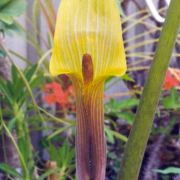 Image of Arisaema concinnum cf. concinnum Schott & cf. concinnum.