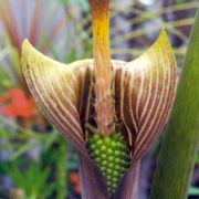 Image of Arisaema concinnum cf. concinnum Schott & cf. concinnum.