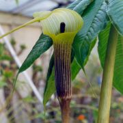 Image of Arisaema concinnum cf. concinnum Schott & cf. concinnum.