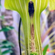 Image of Arisaema concinnum cf. concinnum Schott & cf. concinnum.