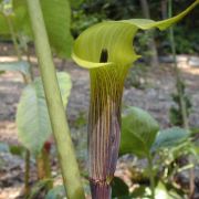 Image of Arisaema concinnum cf. concinnum Schott & cf. concinnum.