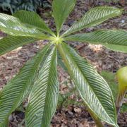 Image of Arisaema concinnum cf. concinnum Schott & cf. concinnum.