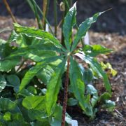 Image of Arisaema consanguineum  (L.) Schott.