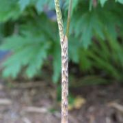 Image of Arisaema consanguineum  (L.) Schott.