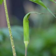 Image of Arisaema consanguineum  (L.) Schott.