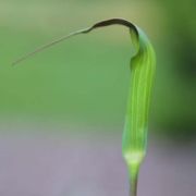 Image of Arisaema consanguineum  (L.) Schott.