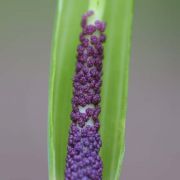 Image of Arisaema consanguineum  (L.) Schott.