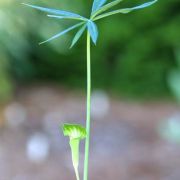 Image of Arisaema consanguineum  (L.) Schott.