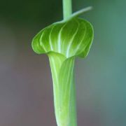 Image of Arisaema consanguineum  (L.) Schott.