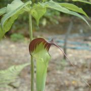 Image of Arisaema consanguineum  (L.) Schott.