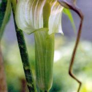 Arisaema consanguineum (L.) Schott
