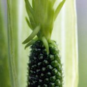 Arisaema consanguineum (L.) Schott