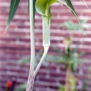 Image of Arisaema consanguineum  (L.) Schott.