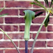 Image of Arisaema consanguineum  (L.) Schott.