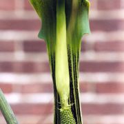 Image of Arisaema consanguineum  (L.) Schott.