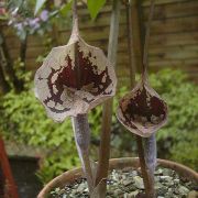 Image of Arisaema cordatum  N.E. Brown.