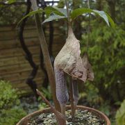 Image of Arisaema cordatum  N.E. Brown.