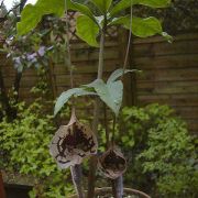 Image of Arisaema cordatum  N.E. Brown.