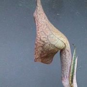 Image of Arisaema cordatum  N.E. Brown.