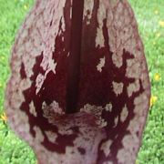 Image of Arisaema cordatum  N.E. Brown.