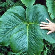 Arisaema costatum (Wallich) Mart.