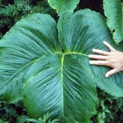 Image of Arisaema costatum  (Wallich) Mart..