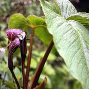 Image of Arisaema costatum  (Wallich) Mart..