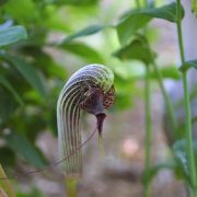 Image of Arisaema dahaiense  H. Li.