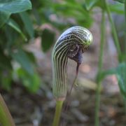 Image of Arisaema dahaiense  H. Li.