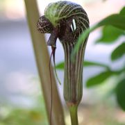 Image of Arisaema dahaiense  H. Li.