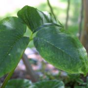 Image of Arisaema dahaiense  H. Li.