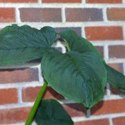 Image of Arisaema dahaiense  H. Li.